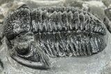Detailed Gerastos Trilobite Fossil - Morocco #271890-1